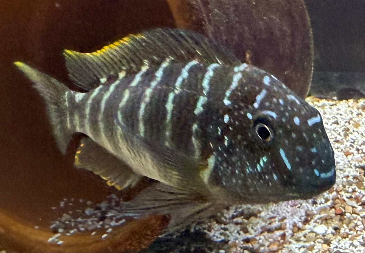 Tropheus moorii Murago f1 1-2”