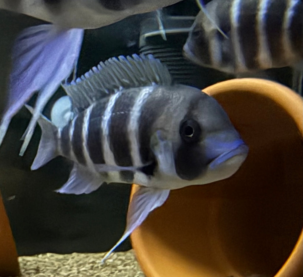 Cyphotilapia frontosa Kigoma f1 1.5-2.5”