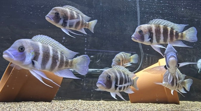 Cyphotilapia frontosa Kigoma f1 1.5-2.5”