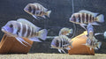 Cyphotilapia frontosa Kigoma f1 1.5-2.5”